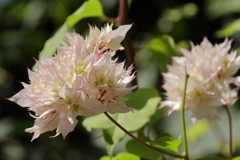 ブーゲンビリア３