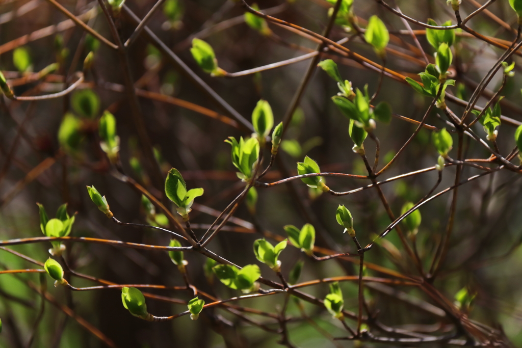 若葉出る頃1