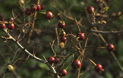 実熟す頃　サンザシ