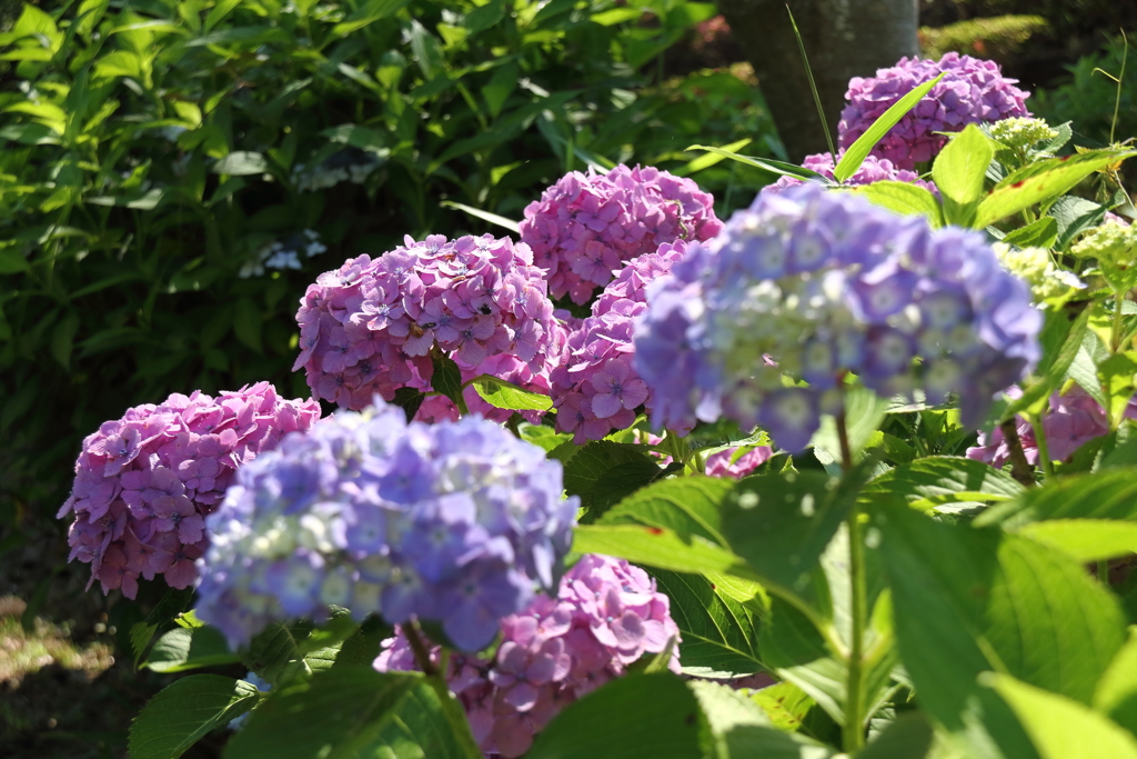 あじさいの斜面