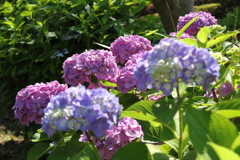 あじさいの斜面