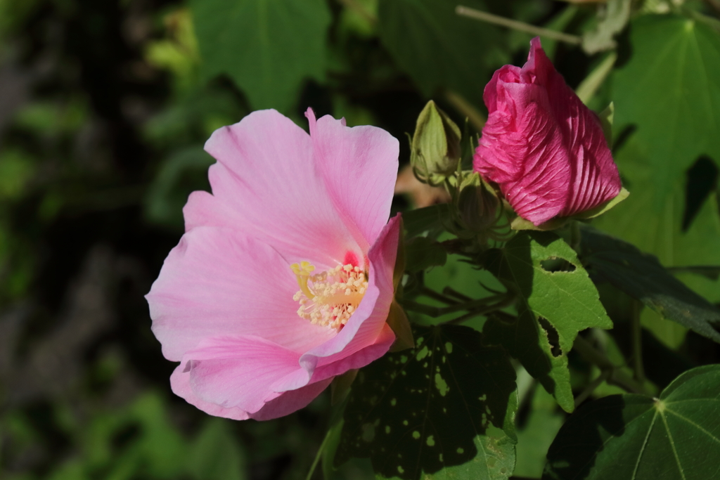 花散歩芙蓉２