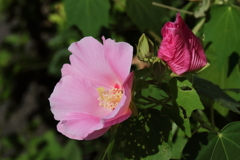 花散歩芙蓉２