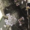 一気に満開４