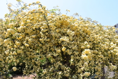 モッコウバラ黄１