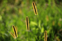 秋陽のイメージ２