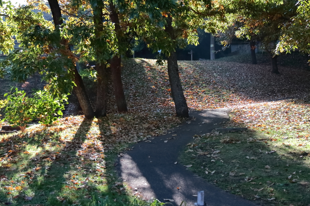 花散歩光と影１