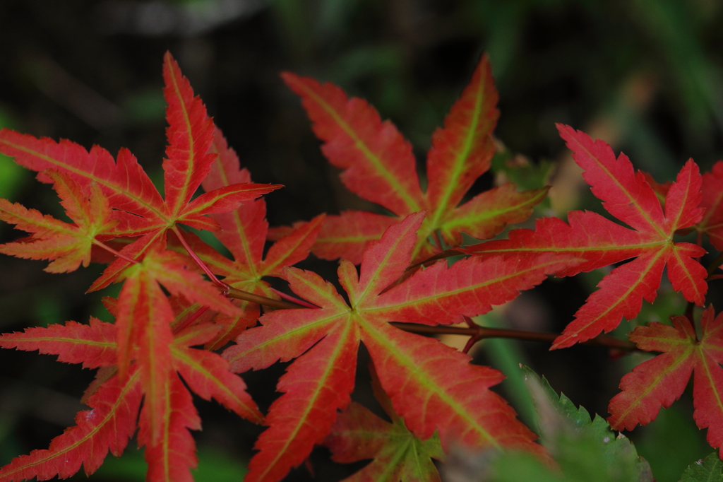 初紅葉