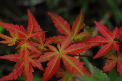 初紅葉