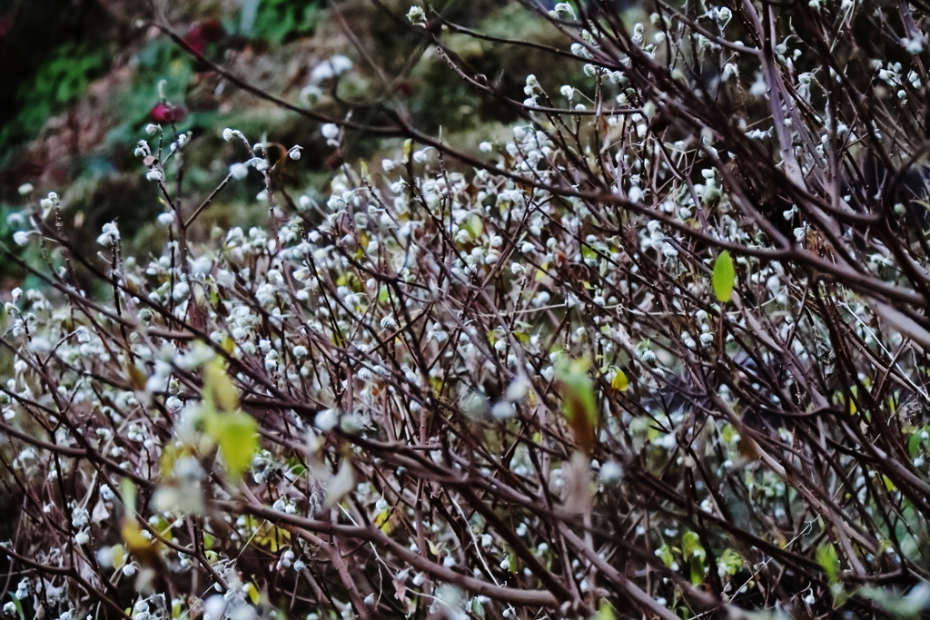 花散歩ミツマタ3