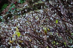 花散歩ミツマタ3