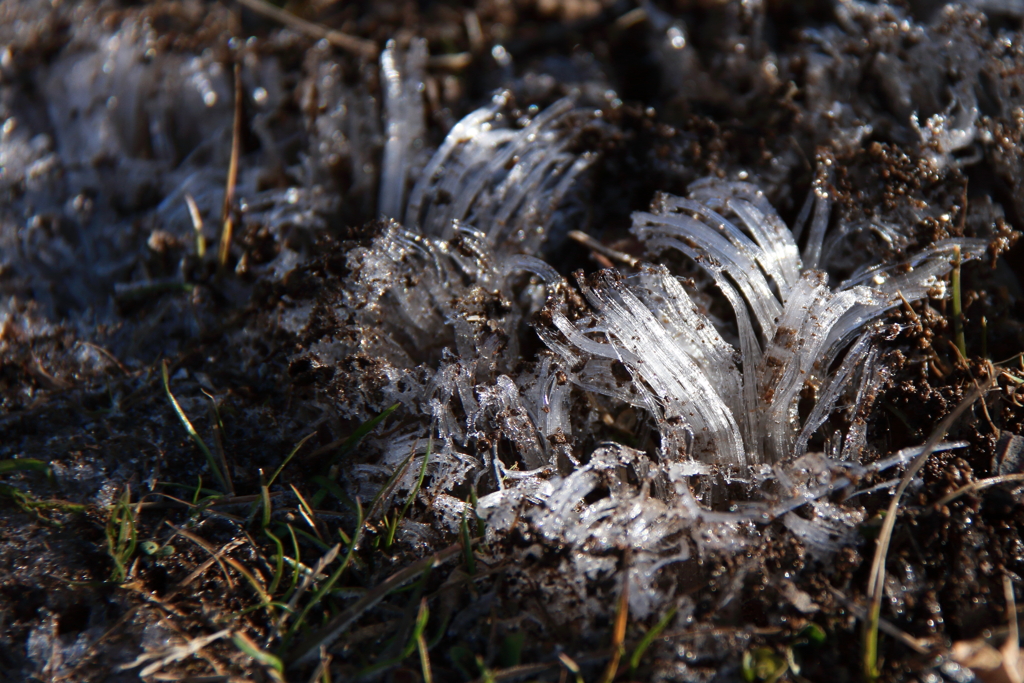 霜柱の朝１