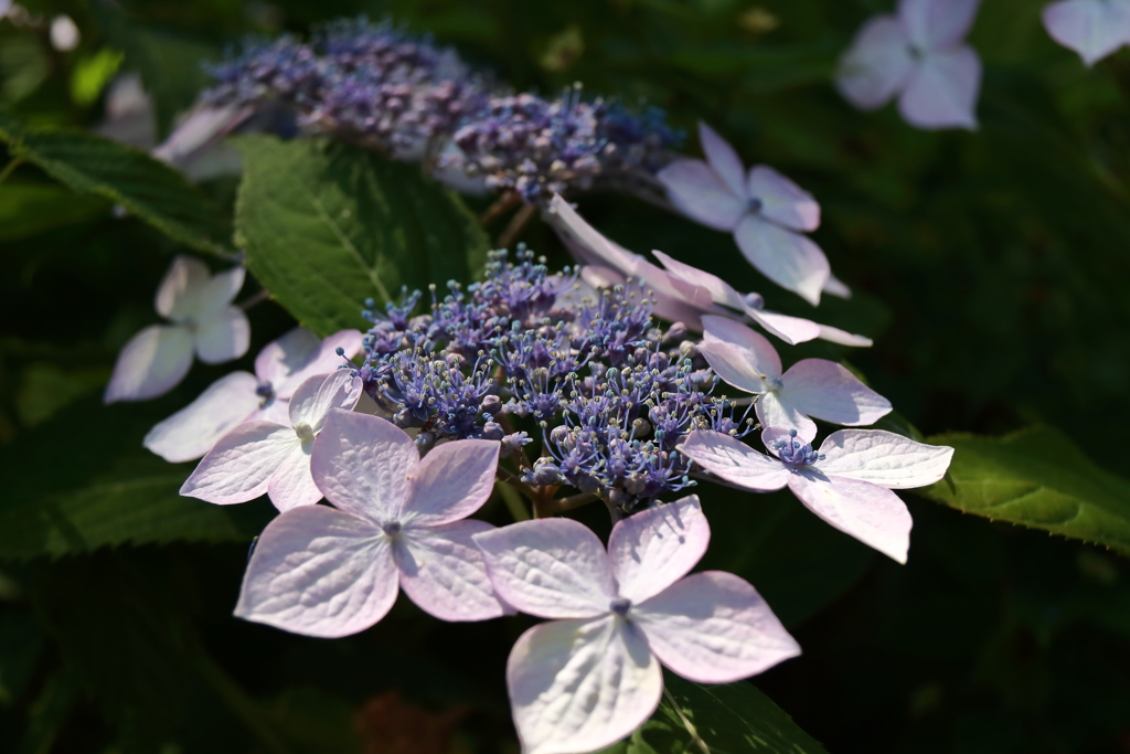山あじさい１