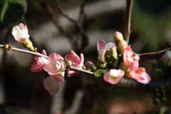 木瓜の「開花進む