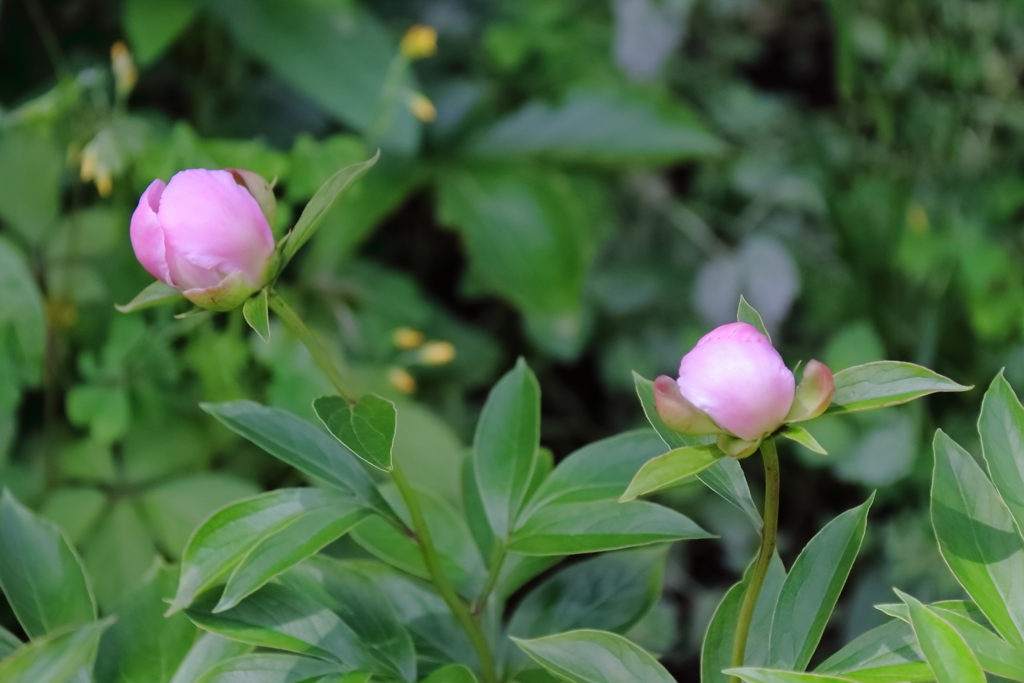 花散歩芍薬蕾