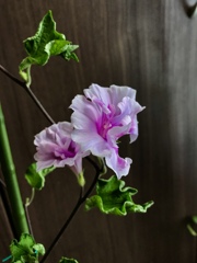 八重咲きみたい