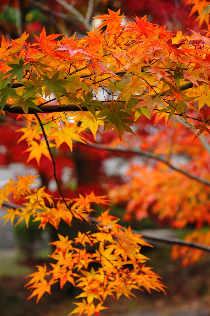 紅葉散歩道３