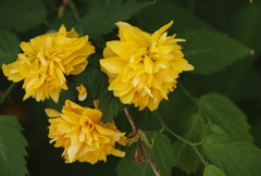 鎌倉花散歩　八重咲きヤマブキ