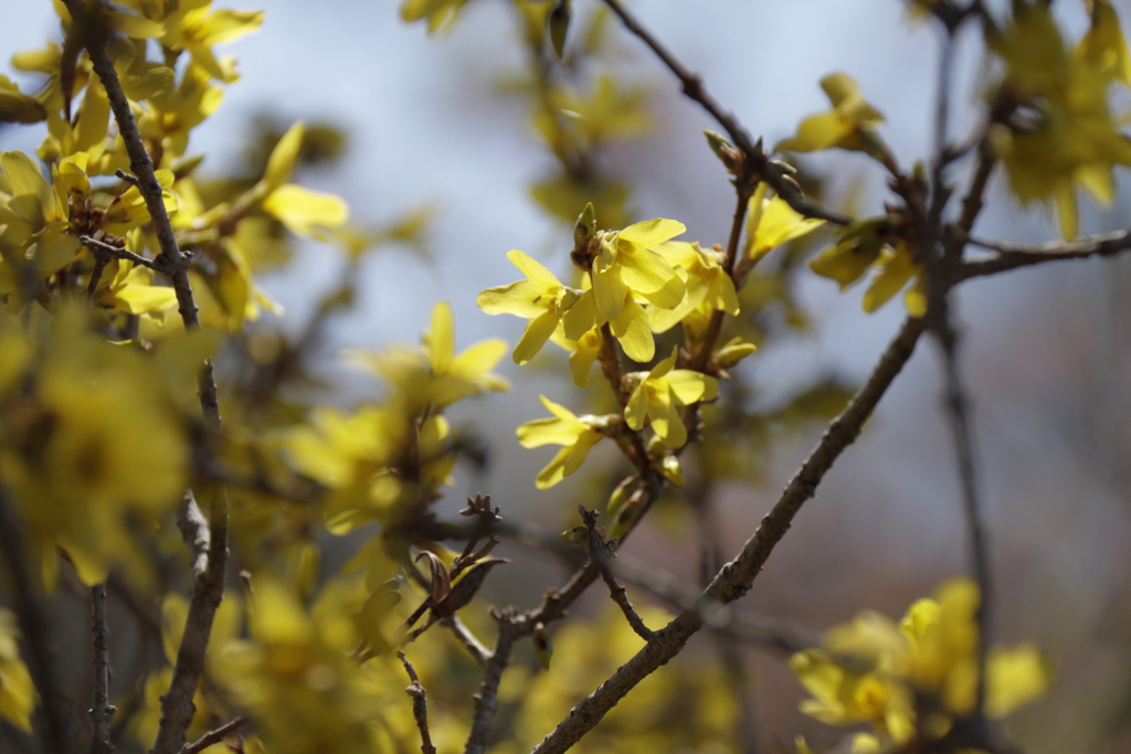 植物園から「レンギョウ」１
