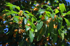 花散歩金木犀1