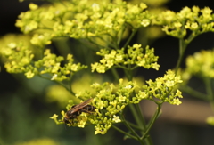 花の歳時記　オミナエシ