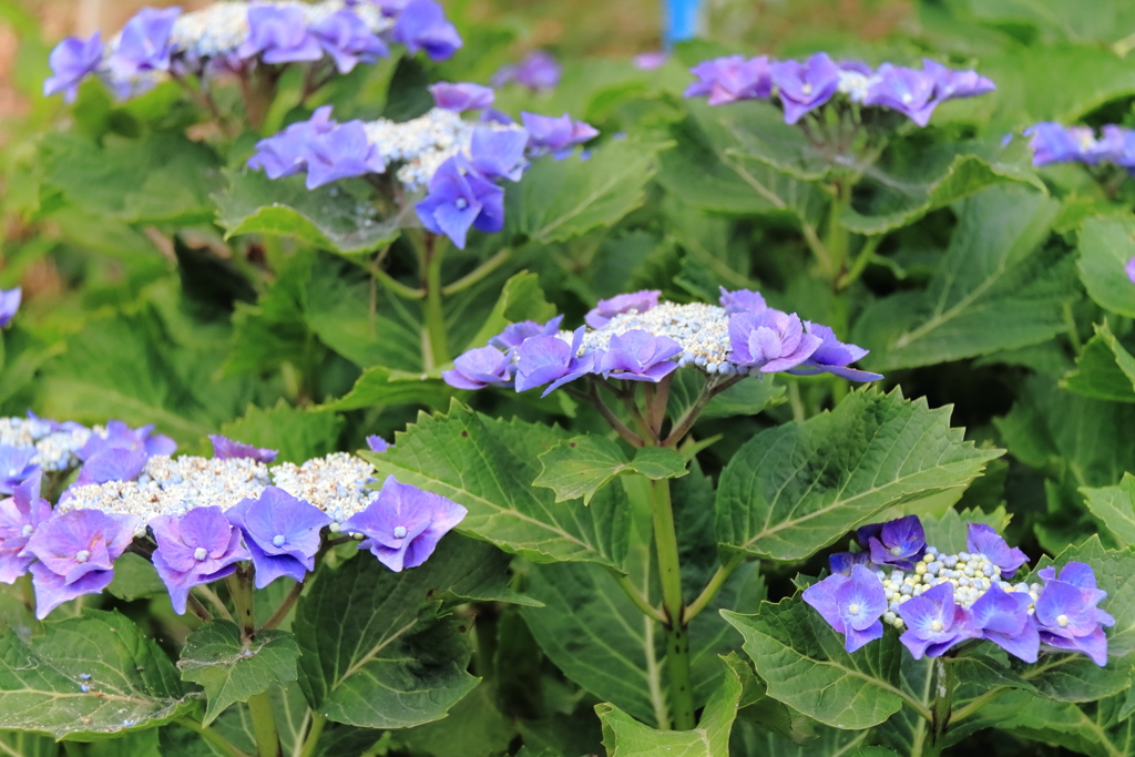 旬の花紫陽花７