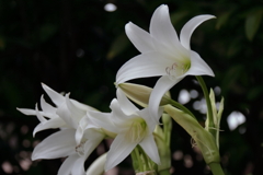 花散歩インドハマユウ２