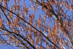初めて見た「あかしで」の花