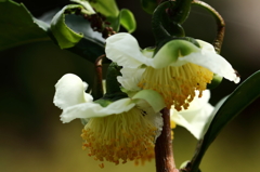 茶花咲く