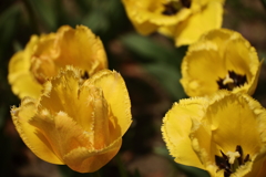 春　チューリップ５