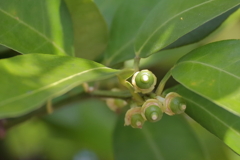花散歩柚子２