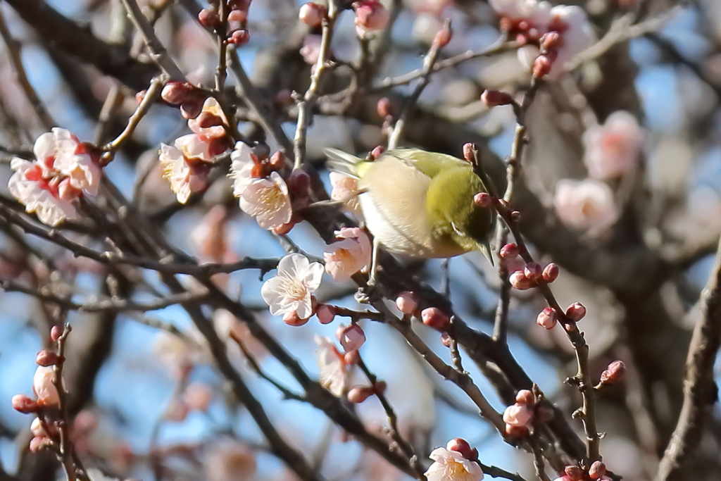 白梅に遊ぶ２
