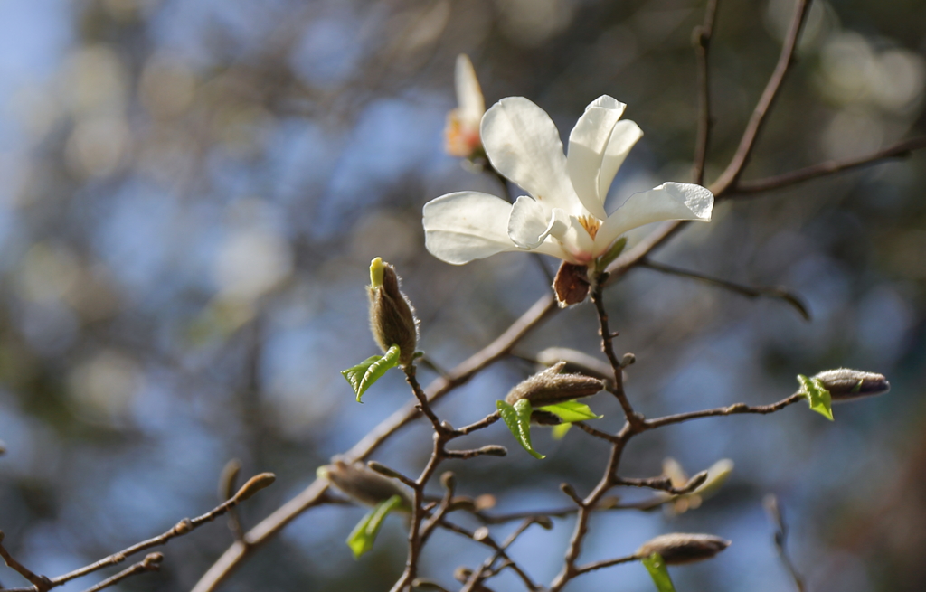 春、植物園３