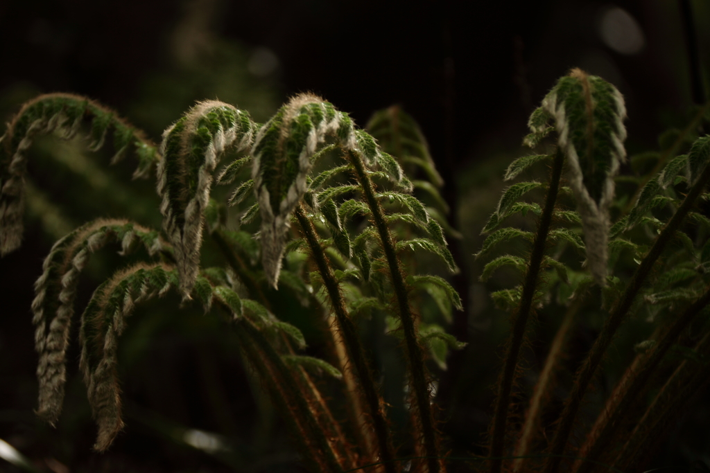 春　木陰の若シダ