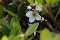 花散歩シャリンバイ４