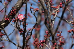 花散歩紅梅開花