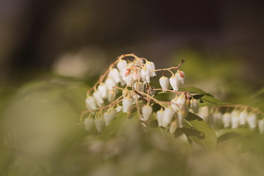 アセビ咲く春１