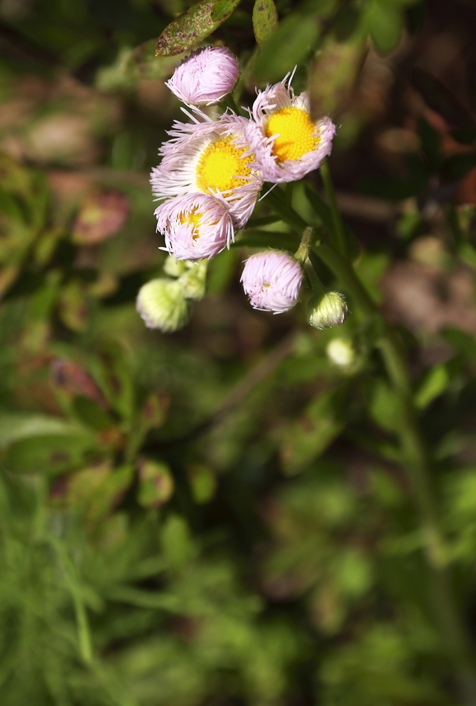 春を彩る野の花ハルジオン