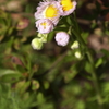 春を彩る野の花ハルジオン