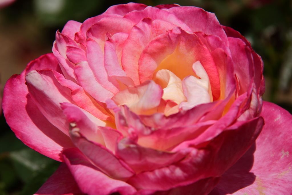 カリフォルニアドリーミング２