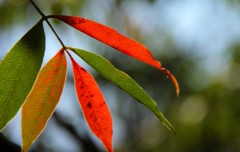 紅葉グラデーション