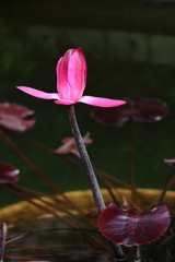 伸びる睡蓮１