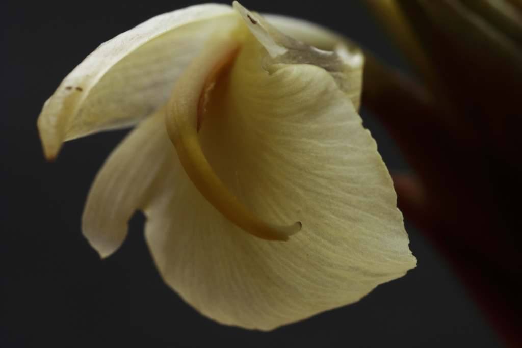 ミョウガの花１