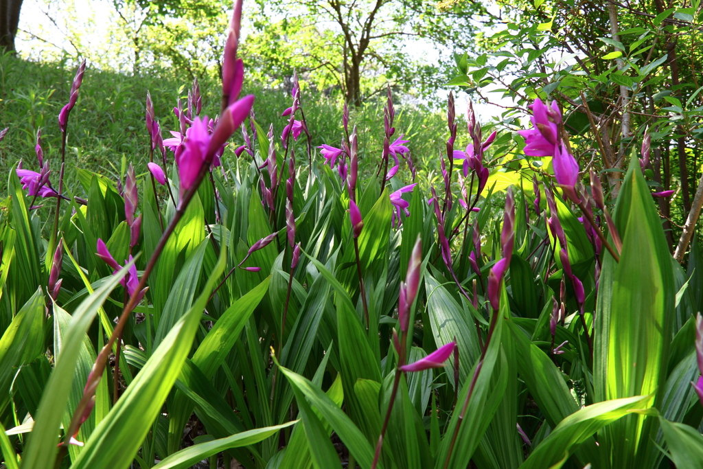 紫蘭が咲く斜面