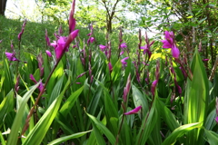 紫蘭が咲く斜面