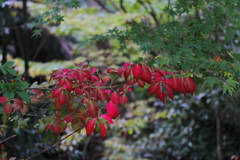 緑と紅と３