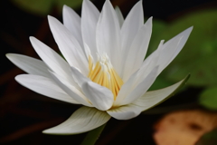 池に咲く１