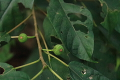 里山の植物イヌビワ