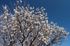 花散歩満開白梅1