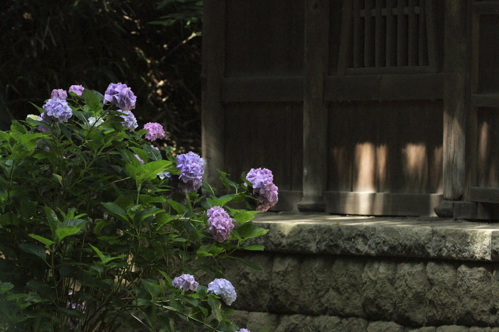 あじさい風景2